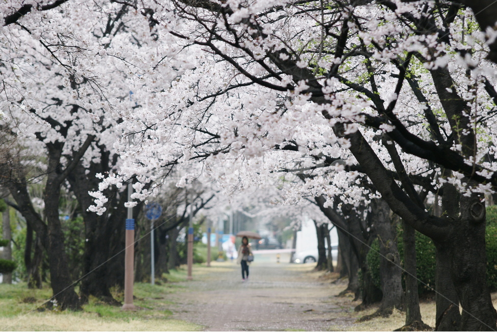벚꽃,가로수,봄,산책,여자,우산,봄,계절,spring,season,자연,풍경,nature,landscape,plant,식물,flower,꽃,blossom