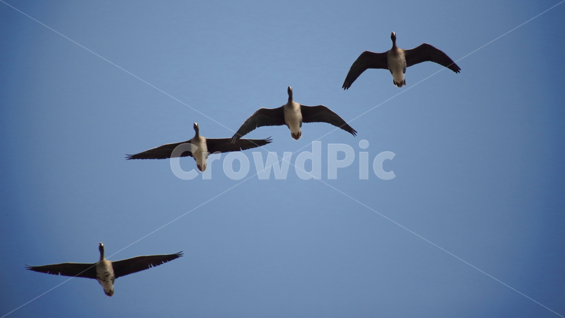 bird,새,동물,기러기,anseriformes,동물,animal,조류,새,birds