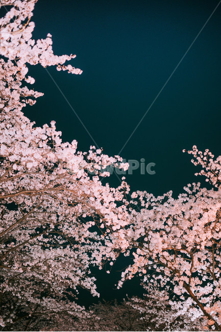 night view,sky,pink,Cherry Blossom,blossom,nature,cherryblossom,tree,night cherry blossoms,cherry blossoms at night,trees,flower,cherry blossom tree,cherry blossom viewing,blue,plant,nightscape