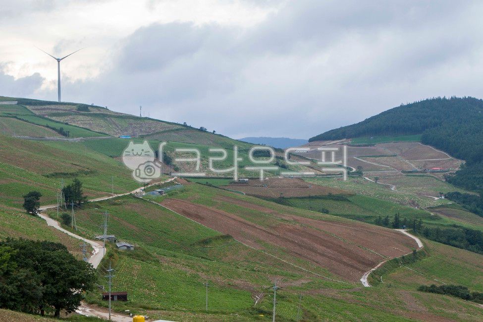 배추밭,고냉지배추,바람의언덕,풍력발전,태백,배추,가을