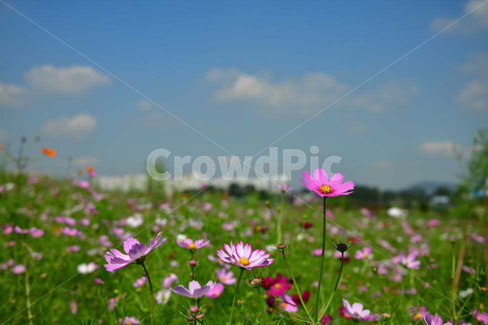 코스모스,꽃,가을,식물,자연,plant,flower,식물,자연,plants,nature,꽃,flower