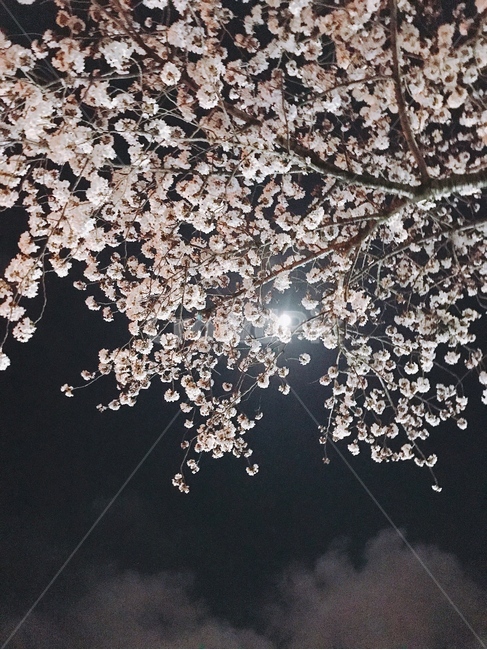 벚꽃,벚꽃나무,꽃,꽃나무,밤,분홍색꽃,분홍,cherryblossom,flower,식물,blossom