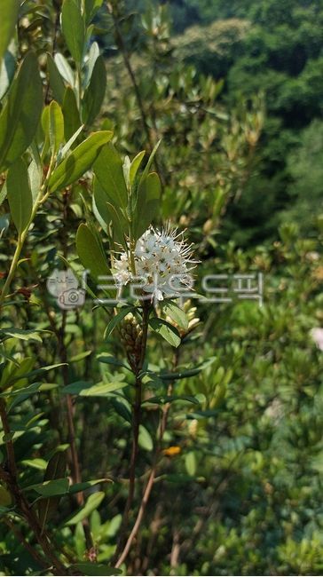 vegetation,leaf,Rhododendron,Azalea,micranthum,flower