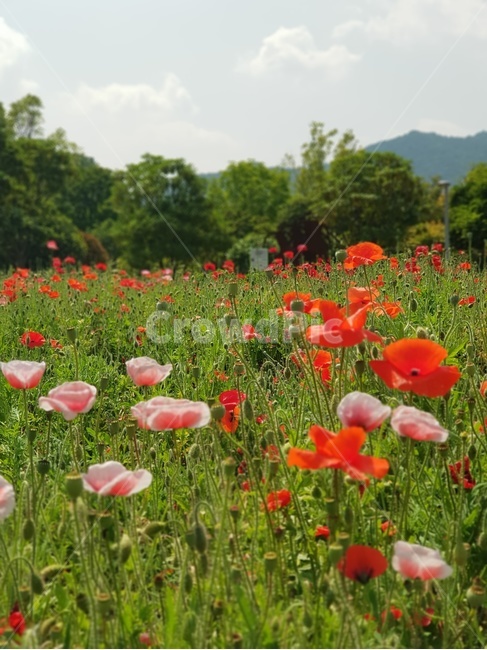 꽃,식물,감성사진,자연,들판,plants,flower,튤립,만개,정오