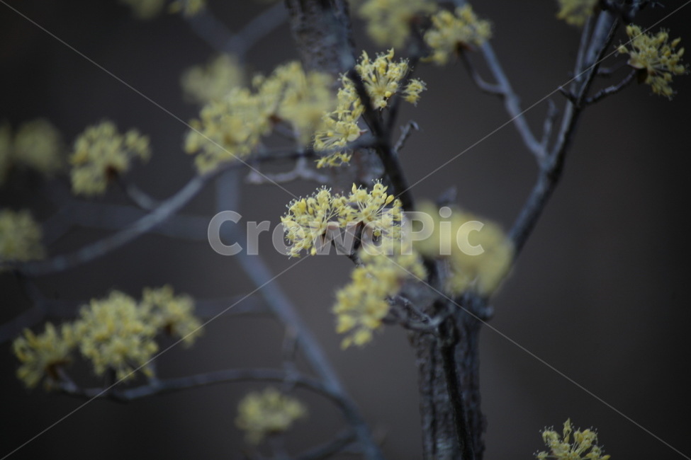 산수유,나무,산수유나무,노란꽃,봄꽃,식물,자연,plants,nature,꽃,flower