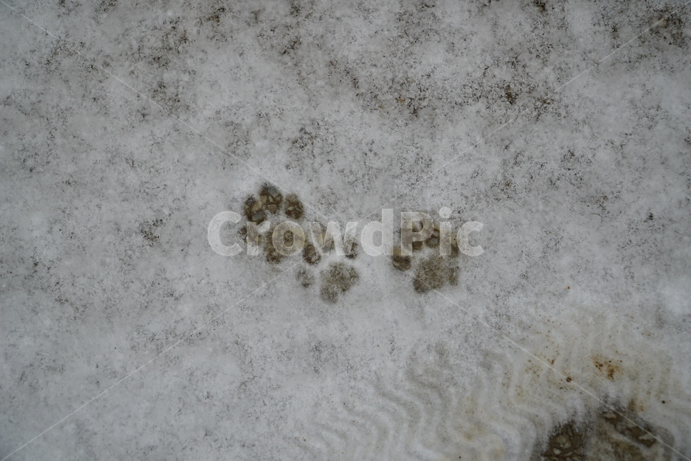발자국,자취,고양이,눈,겨울,겨울,계절,winter,season