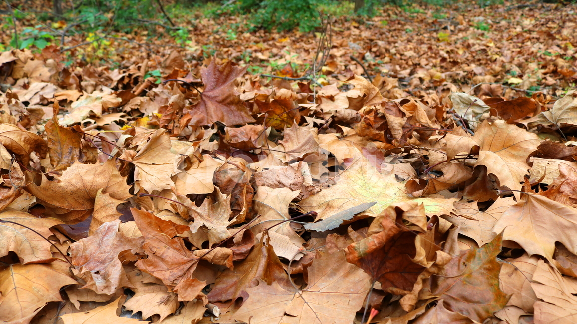 낙엽,단풍,나뭇잎,자연,가을,가을,계절,fall,autumn,season,leaf,잎,plant,식물,tree,나무