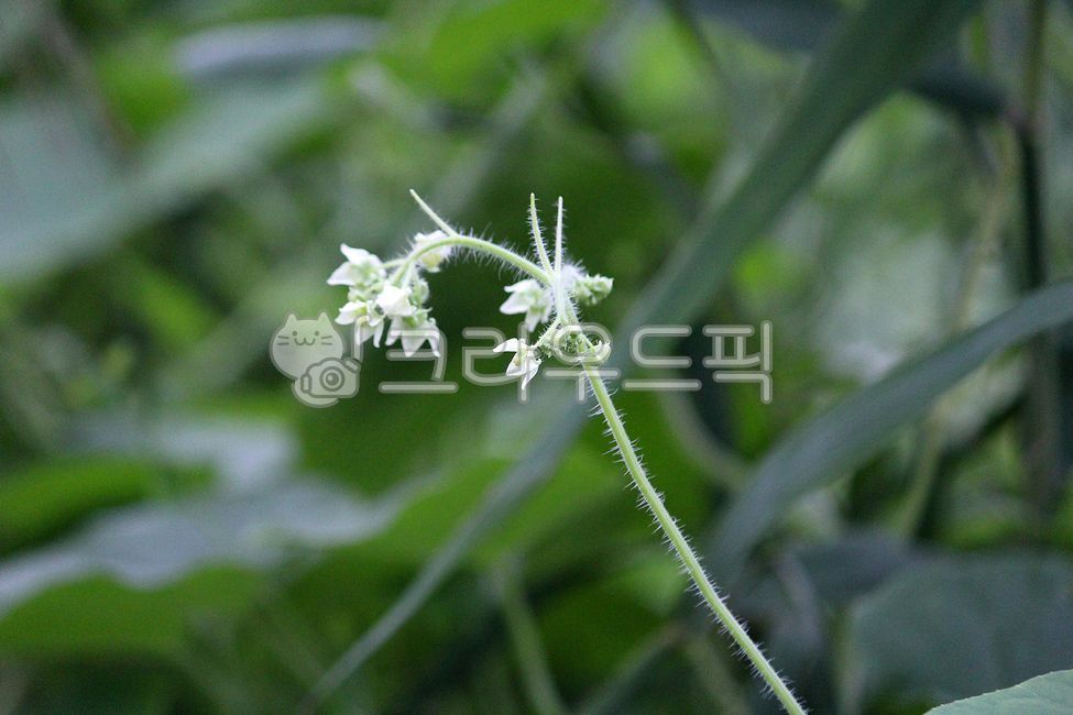 gourd,harmful plants,Ecosystem disturbance species,plant,flower