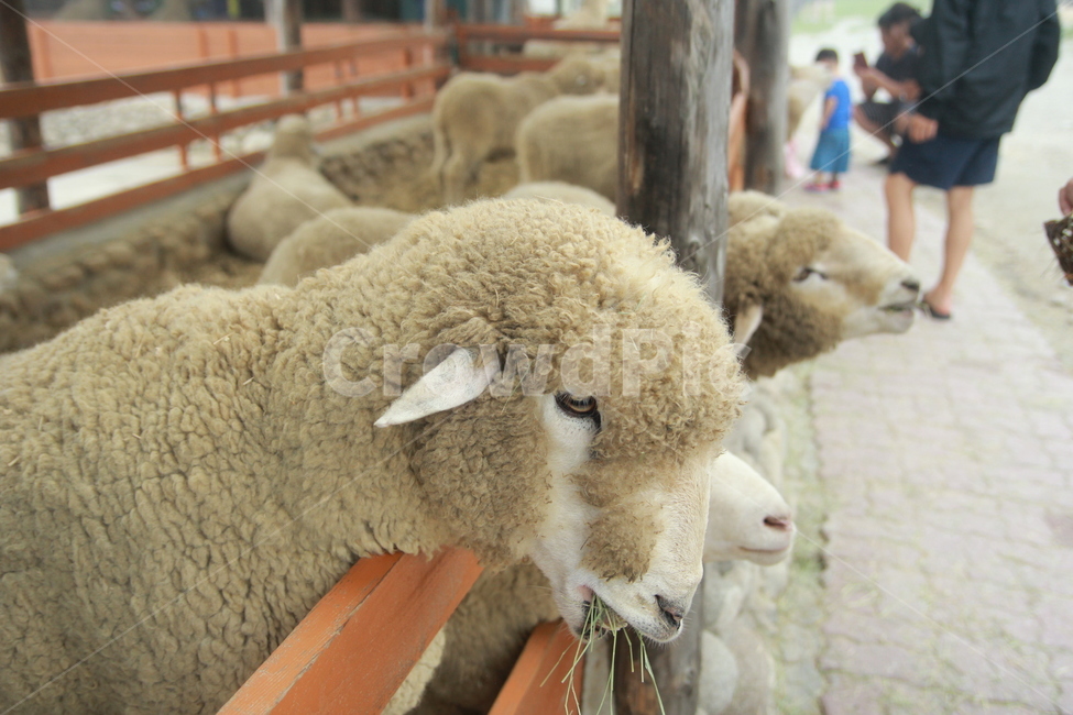 양,동물,포유류,양떼목장,목장,동물,animal,포유류,mammal,산업,industry,industrial,목축업,목장,livestock farming,ranching,pasture