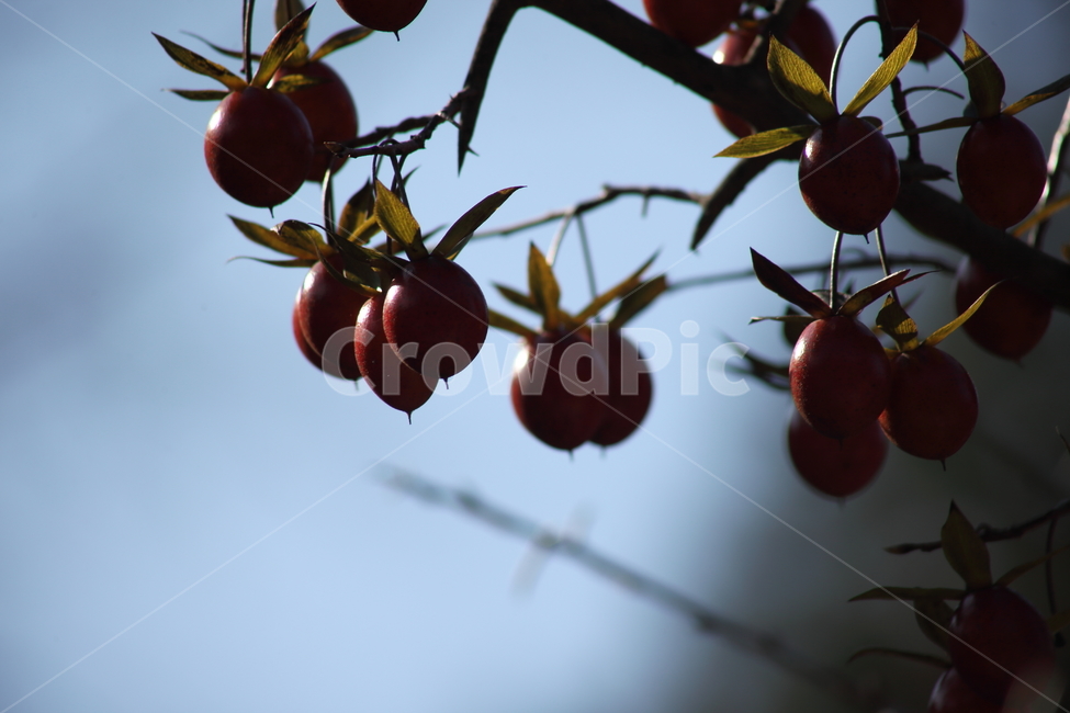 노아시나무,열매,감나무과,식물,가을,감나무,감,홍시,식물,자연,plants,nature,과일,열매,fruit