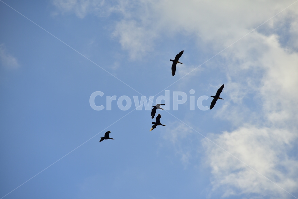 하늘,구름,새,하늘색,비상,힌색,cloud,sky,스카이,조류,bird,힌구름,동물,animal,조류,새,birds