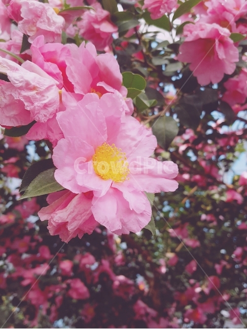 꽃,식물,flower,plant,개화,분홍꽃,동백,동백꽃
