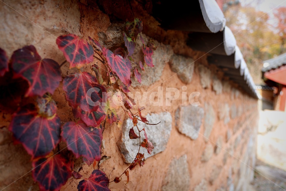 담장,경주,단풍,담,한옥,한국전통,한국문화,korean traditional,korean culture,건축물,건물외관,exterior,building,structure,architecture,construction