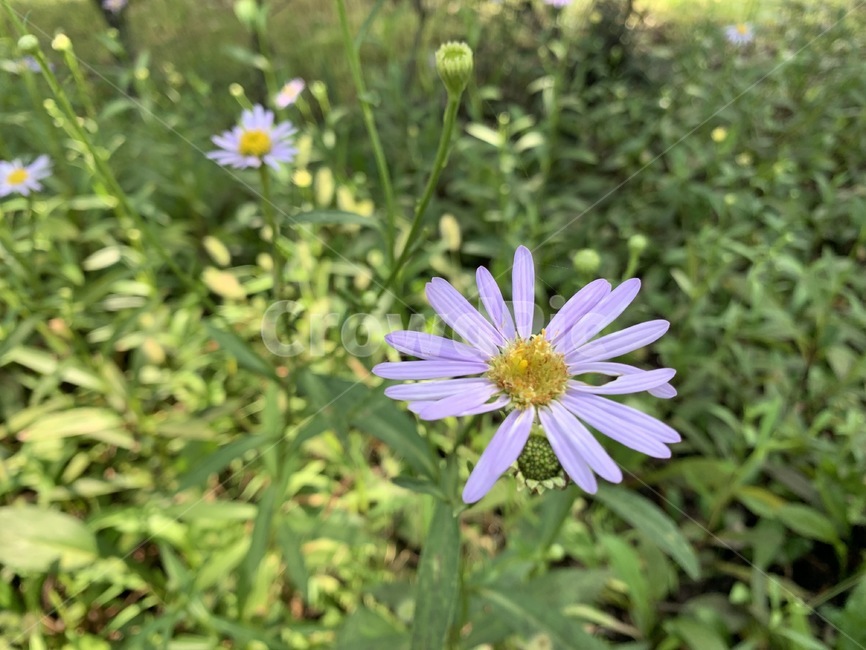 꽃,flower,벌개미취,식물,plant,식물,자연,plants,nature,꽃,flower