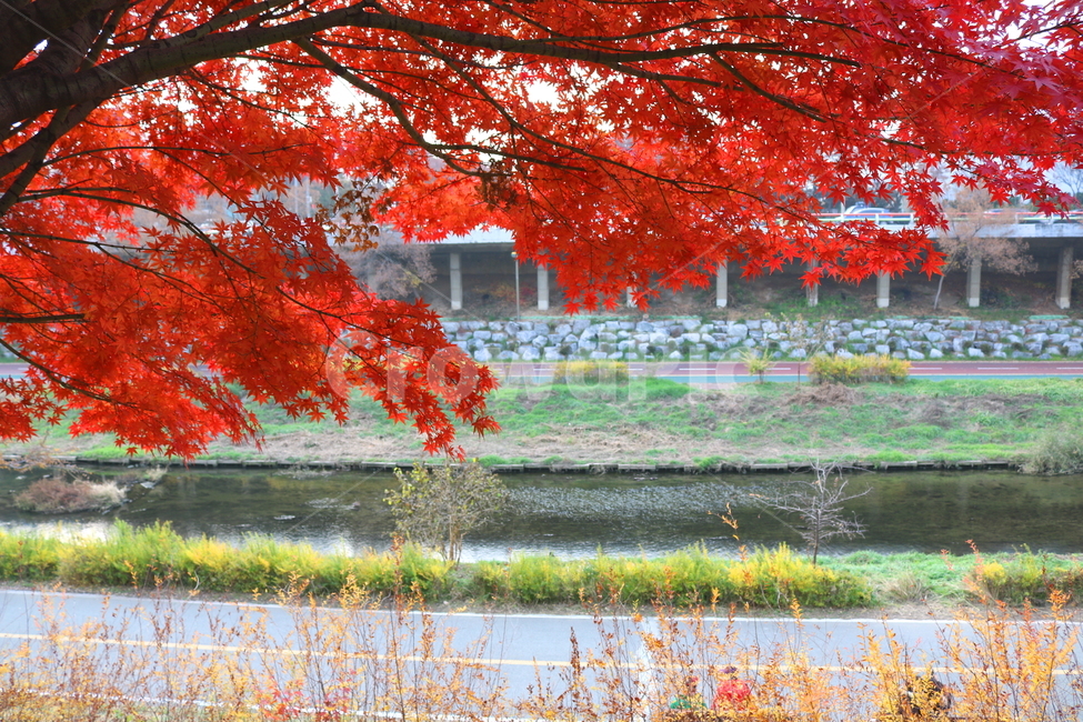 나무,단풍,단풍나무,식물,가을,자연,가을,계절,fall,autumn,season,식물,자연,plants,nature,leaf,잎,plant,tree,maple