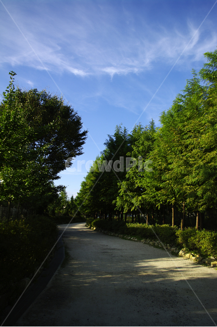 식물,plant,나무,하늘,구름,풍경,자연,풍경,nature,landscape,asphalt,아스팔트,road,도로