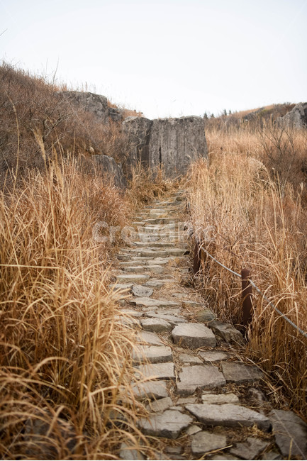 보도,판석,path,통로,walkway,flagstone,억새,가을,갈색,자연,야생