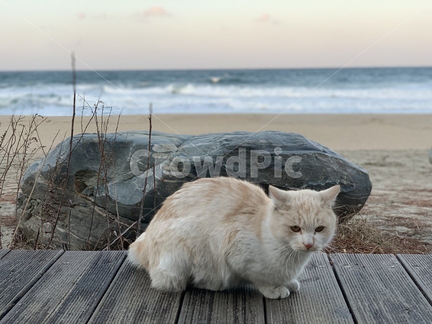 고양이,겨울바다,강릉,경포해변,바다,동물,animal,포유류,mammal,고양이,cat,kitten,kitty