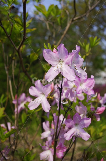 철쭉,꽃,flower,계절,봄,spring,식물,plant,자연,nature,식물,자연,plants,nature,꽃,flower