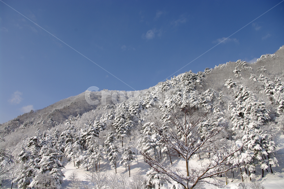 겨울,눈,설경,풍경,나무,설산,하늘,겨울,계절,winter,season