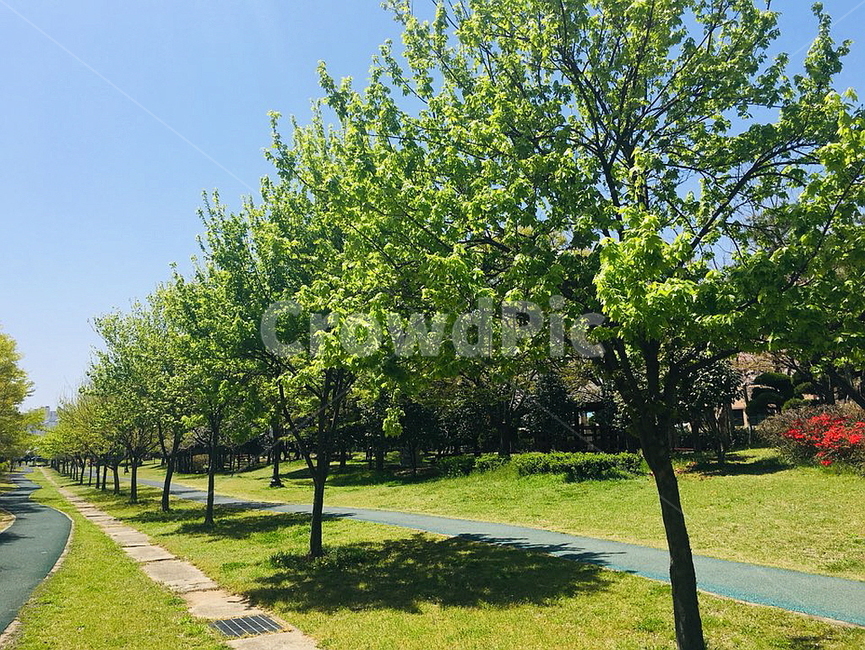 하늘,나무,여름,sky,tree,싱그러운,풍경,감성,자연,계절,거리,꽃