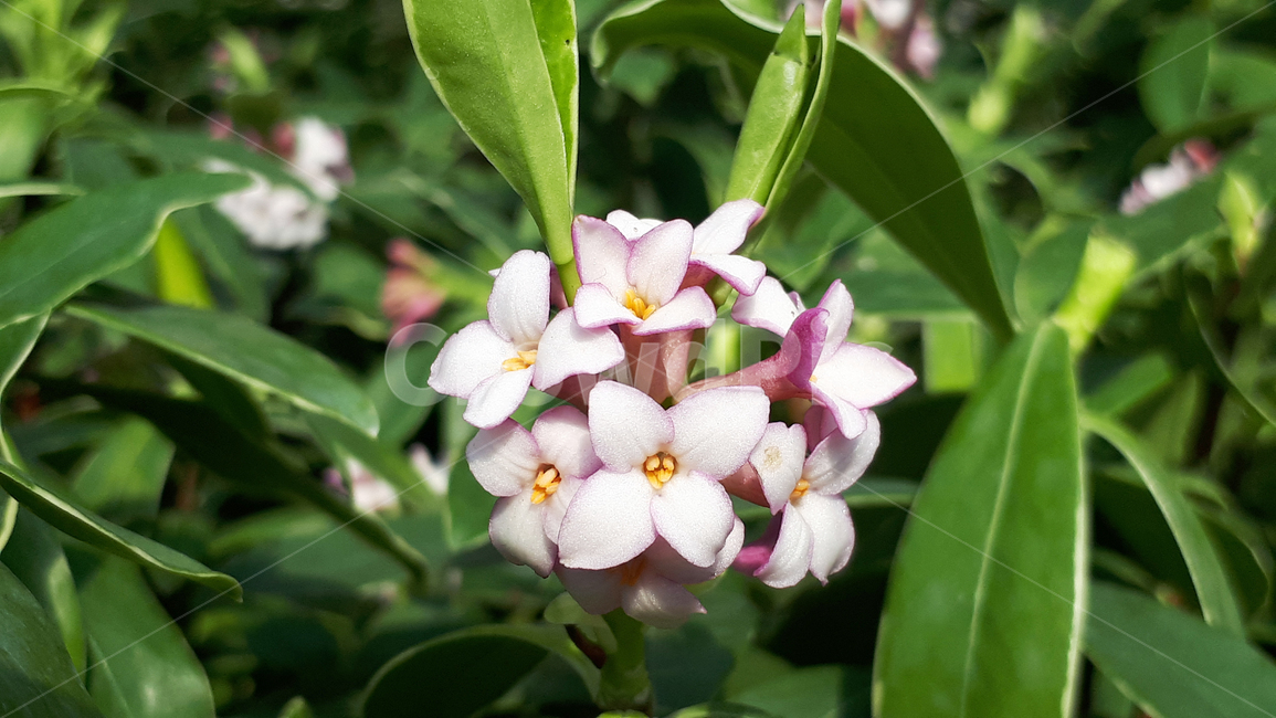 천리향,blossom,꽃,flower,plant,제라늄,식물,자연,plants,nature,꽃,flower