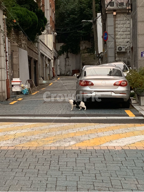 골목,길고양이,고양이,도로,길냥이,골목길,골목길,alley