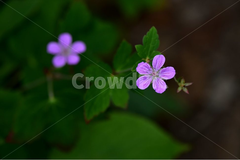 큰세잎쥐손이,야생화,식물,자연,꽃,생태,힐링,플라워,wildflower,flower,plants,nature,season,감성,느낌,emotion,feeling,여름,여러해살이풀,속씨식물,쌍떡잎식물,쥐손이풀목,분홍색,식물,자연,plants,nature,꽃,flower
