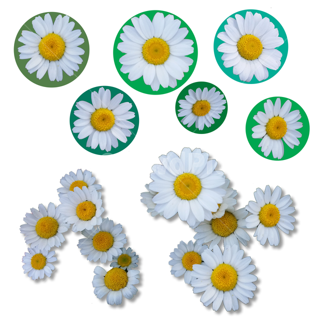 꽃,flower,마가렛,blossom,plant,식물,꽃잎,디자인소스,패턴,pattern,반복패턴,무늬,칼라패턴,심플패턴,포장지