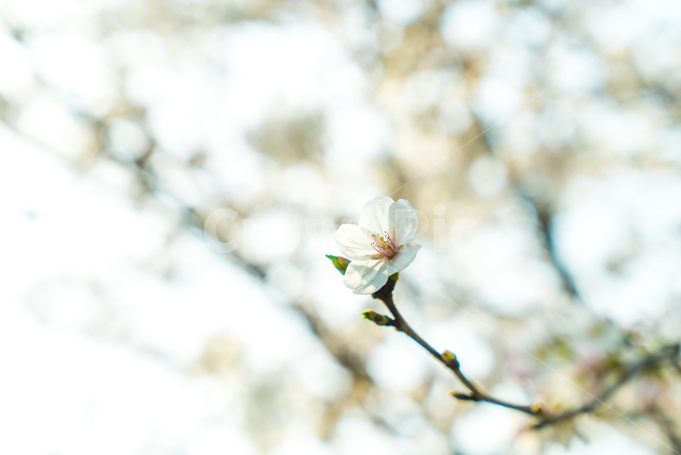 꽃,벚꽃,봄,공원,산책