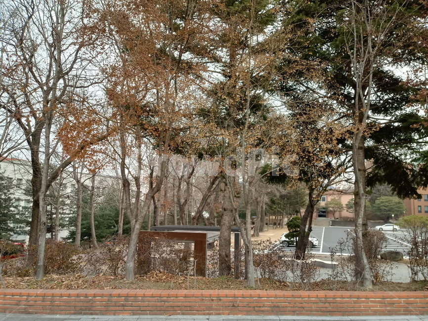 자연,낙엽,나뭇잎,잎,leaf,옥외,outdoor,가을