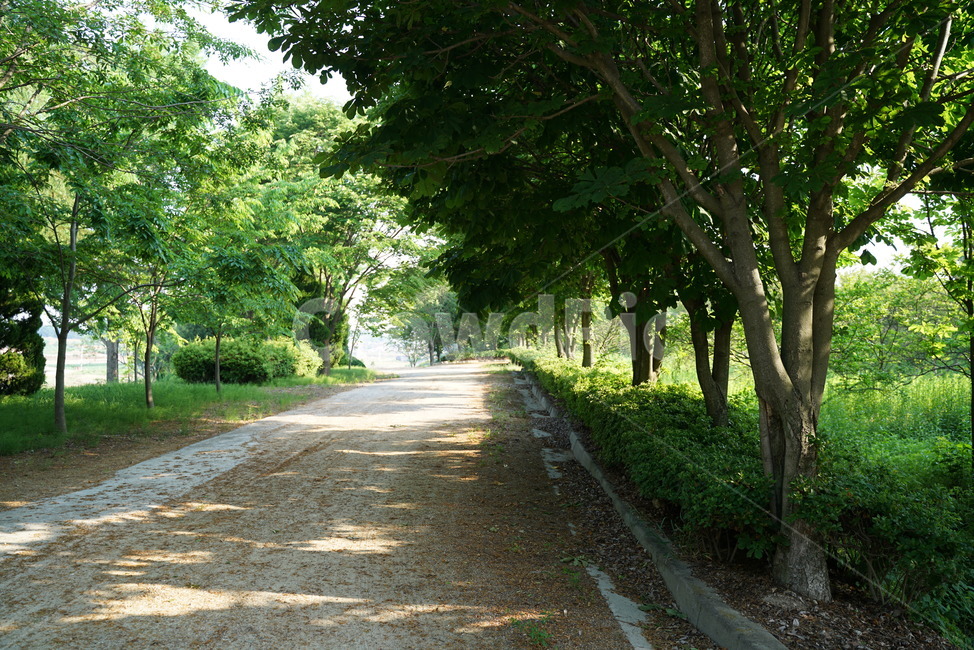 이팝나무,가로수,물푸레나무,니암나무,뻣나무,산책로