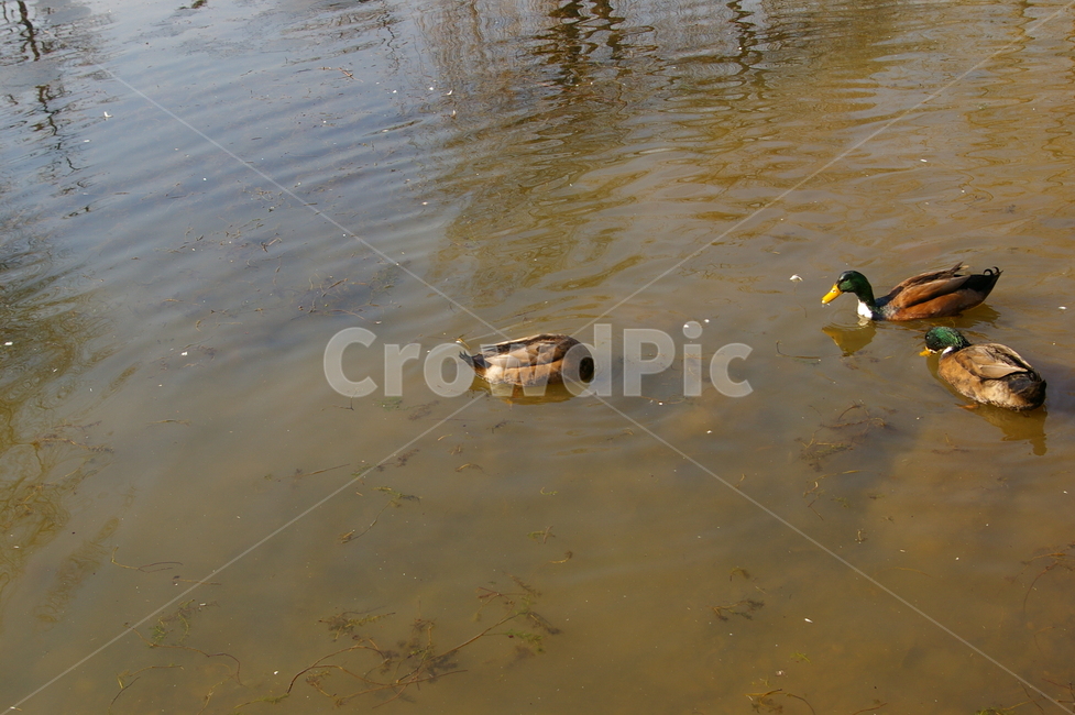 조류,청둥오리,animal,동물,duck,오리,mallard,bird,새