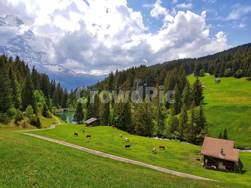 스위스,그린델발트,grindelwald,swiss,switzerland,초원,나무,nature,자연,자연,풍경,nature,landscape,해외,외국,세계,foreign,oversea,world,세계자연풍경,해외자연풍경,외국자연풍경,world nature landscape