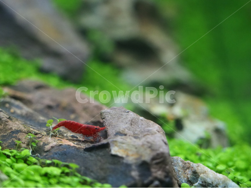 열대어,새우,체리새우,fishtank,어항