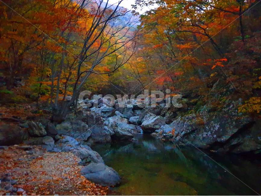 자연,water,물,계곡,단풍,가을,아침계곡,가을,계절,fall,autumn,season