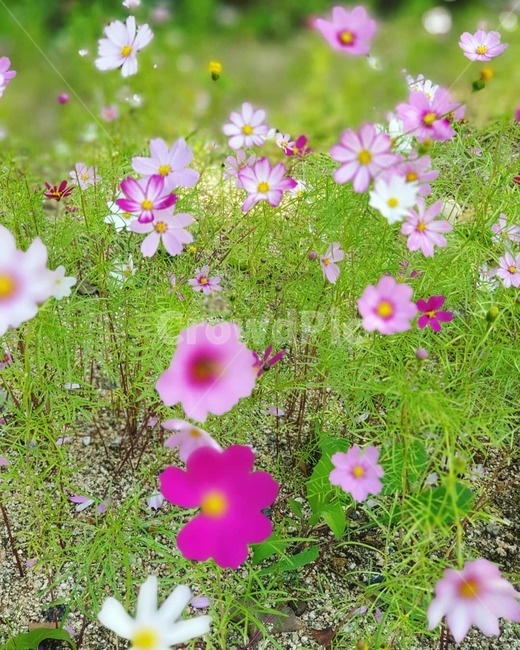 가을,꽃,flower,식물,plant,식물,자연,plants,nature,꽃,flower