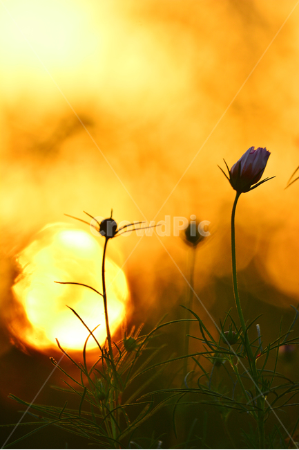 코스모스,꽃,감성,노을,야생화,들꽃,가을이미지,석양,해질무렵,저녁무렵,sunset,일몰,flowers,cosmos,태양,해,역광,꽃봉오리,느낌,가을꽃,emotion,sensible,feeling,분위기,yellow,풍경,서정,낭만,art,그림같은,아,autumn,fall,시즌,계절트,색감,9월,10월,노랑색,골든,황금색,계절,가을,계절,fall,autumn,season,식물,자연,plants,nature,꽃,flower,plant