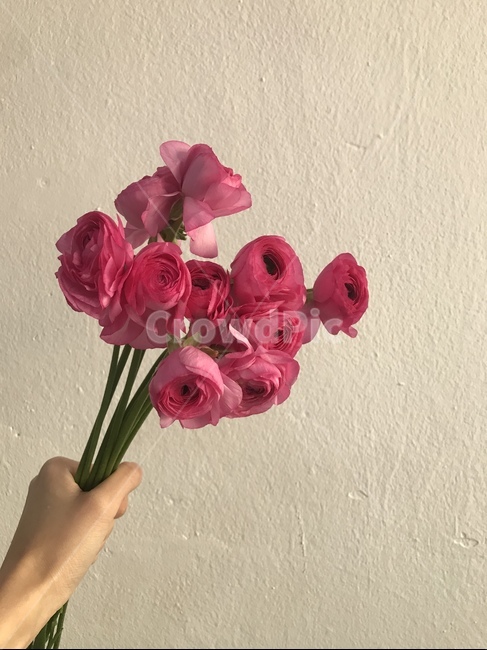 꽃,라넌큘러스,봄꽃,예쁜꽃,flower,ranunculus