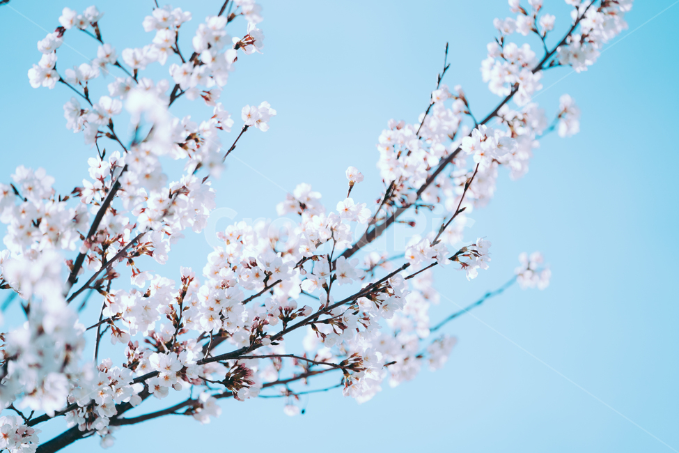벚꽃,봄꽃,꽃,식물,화사함,봄,계절,spring,season,식물,자연,plants,nature,꽃,flower,plant,blossom