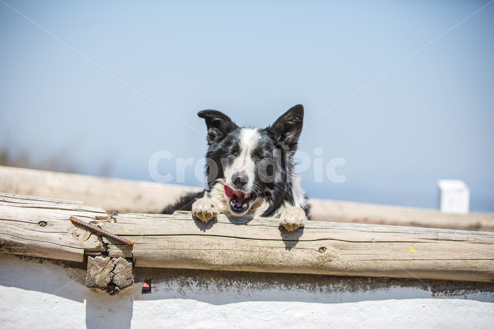 보더콜리,양몰이개,눈웃음,아침,햇살,동물,animal,포유류,mammal,개,강아지,dog,doggy