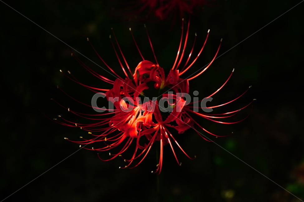 꽃무릇,꽃,식물,플라워,flower,자연,nature,plants,9월,가을,fall,autumn,september,꽃밭,화단,closeup,접사,매크로,마크로,macro,꽃사진,가을꽃,식물,자연,plants,nature,꽃,flower
