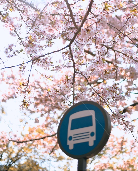 봄,벚꽃,꽃,따뜻함,정류장