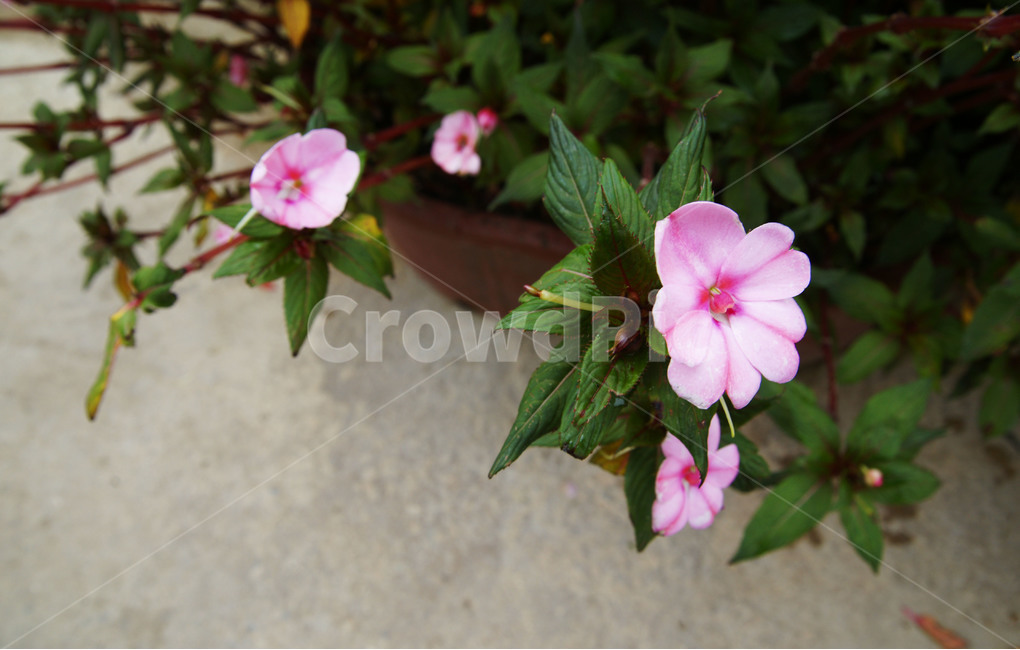 꽃,무궁화,국화,일편단심,대한민국,사선,식물,자연,plants,nature,꽃,flower