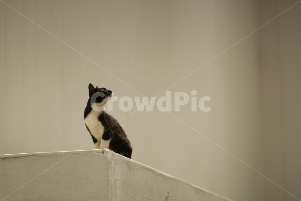 고양이,감성,흑묘,배경화면,cat,동물,animal,포유류,mammal,고양이,cat,kitten,kitty
