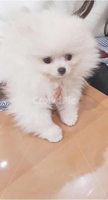 포메라니안,화이트포메,강아지,반려동물,귀여운