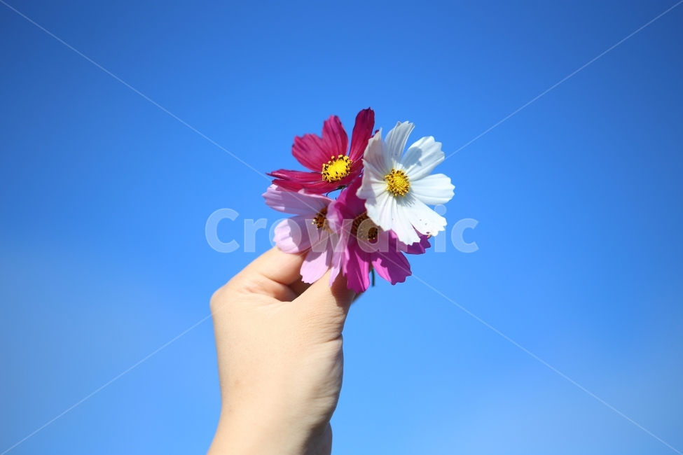 코스모스,색상,판매,꽃,하늘,가을,계절,fall,autumn,season,식물,자연,plants,nature,꽃,flower,사람,인물,인간,human,person,신체일부,몸,body,plant