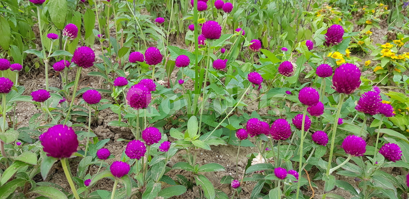 꽃,화초,화단,조경,작은꽃,여름꽃,일년초,자주색,식물
