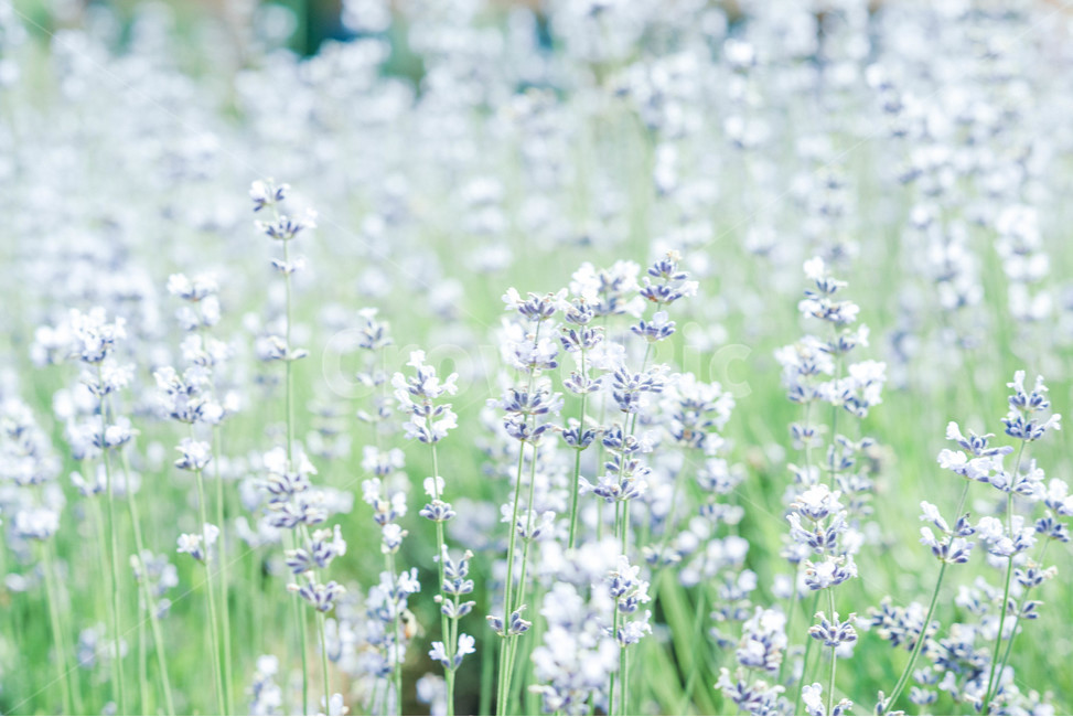 라벤더,꽃,꽃밭,허브,자연,식물,자연,plants,nature,꽃,flower,감성,sensible,feeling
