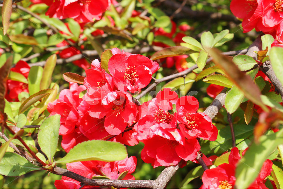 감성사진,봄,꽃,풍경,자연,flower,색감,red,명자꽃,green,spring,봄,계절,spring,season,식물,자연,plants,nature,꽃,flower,plant,blossom,geranium,제라늄